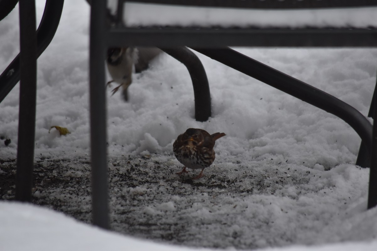 Fox Sparrow (Red) - ML646139237