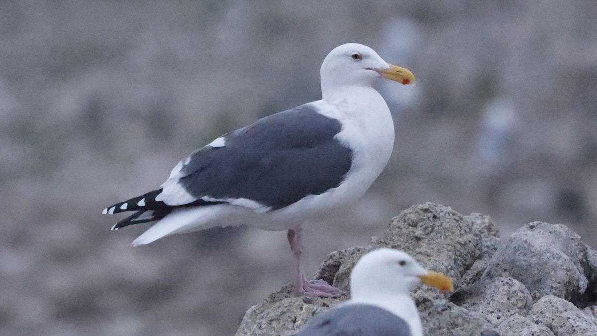 アメリカオオセグロカモメ - ML646139240