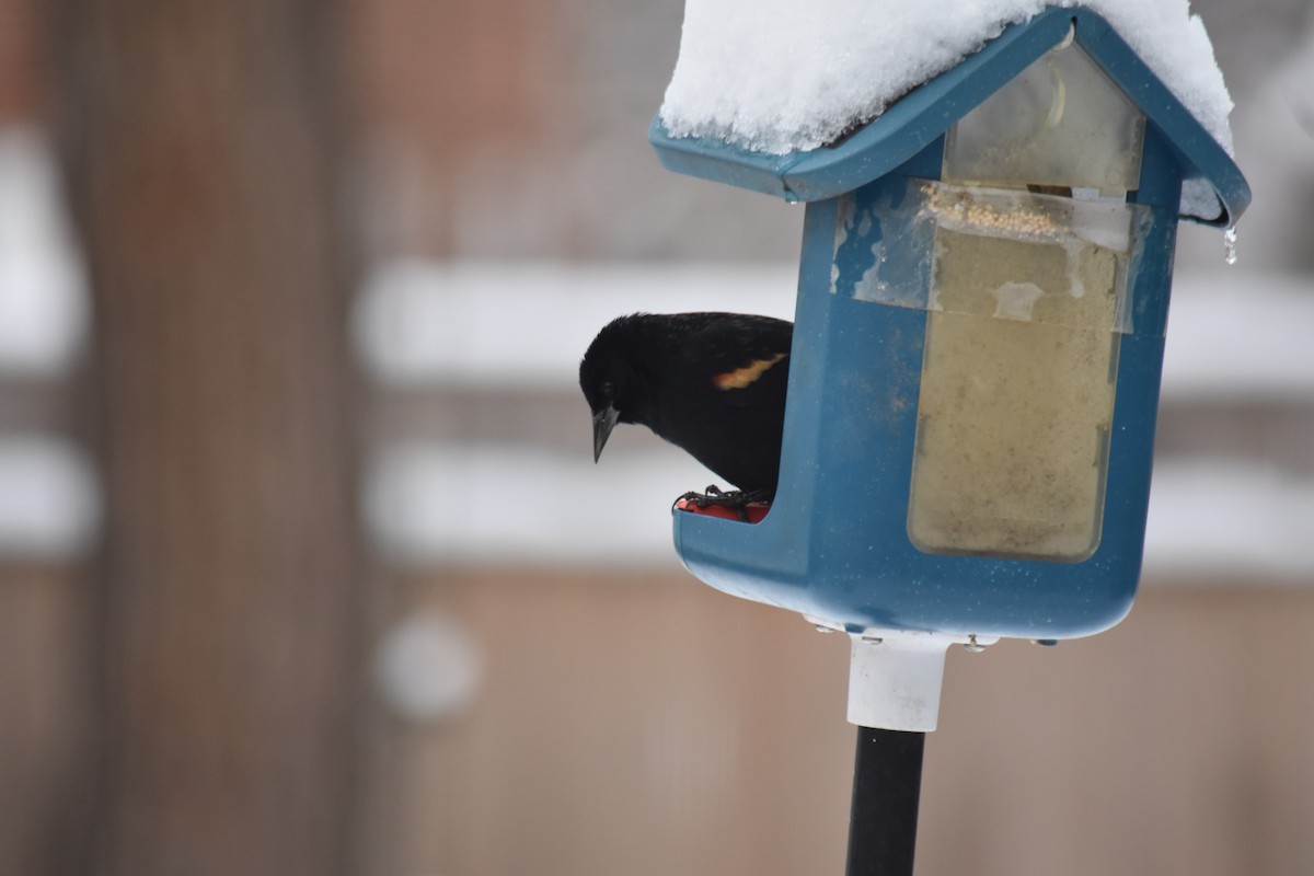 Red-winged Blackbird - ML646139249