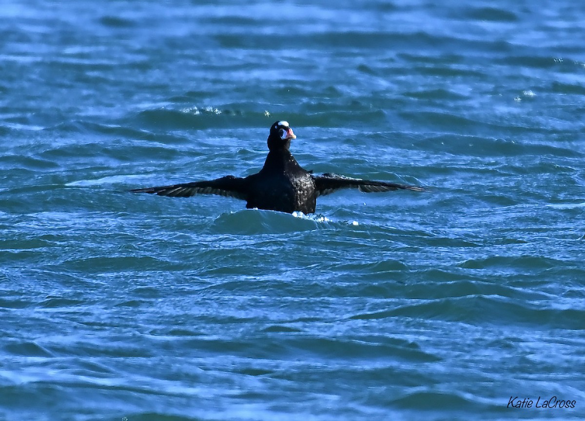 Surf Scoter - ML646139252