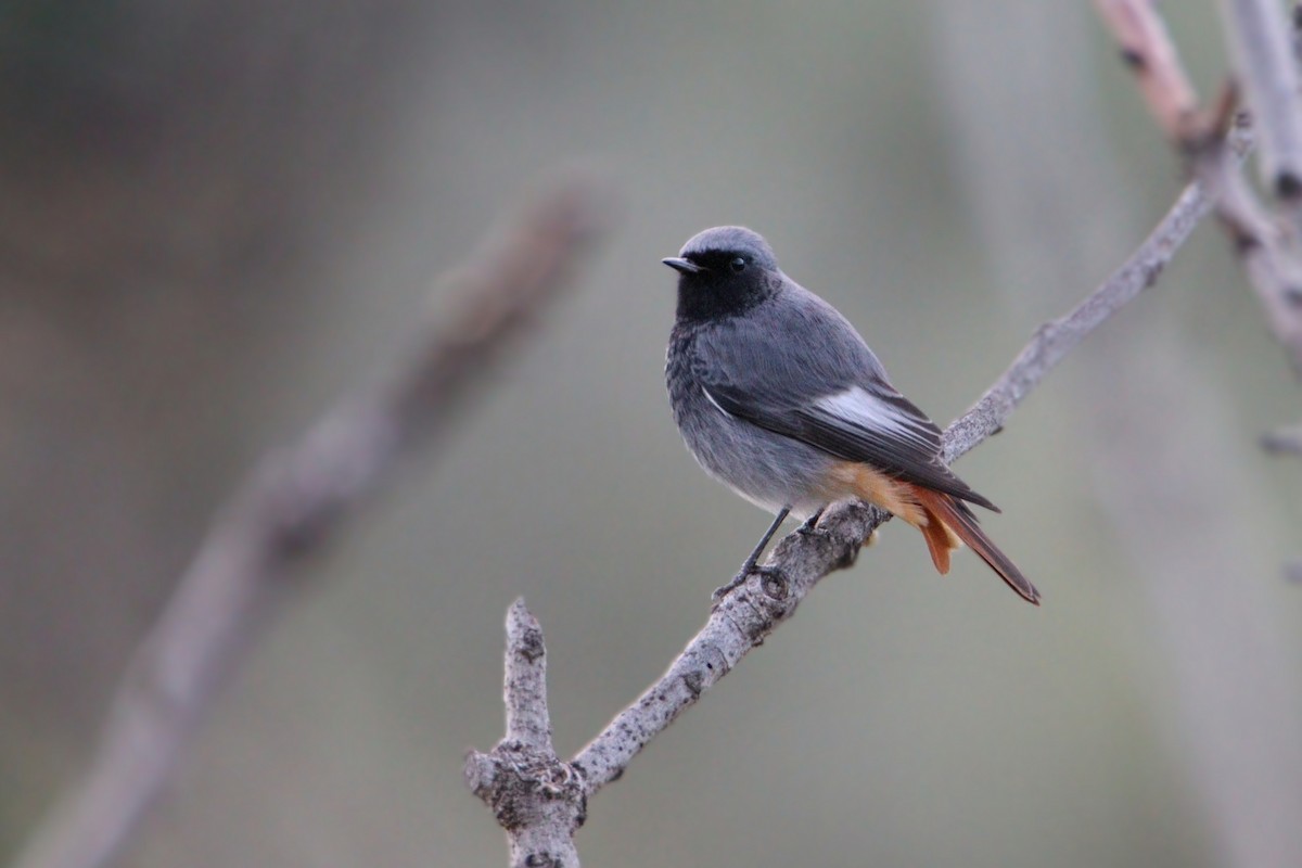 rehek domácí - ML646139256