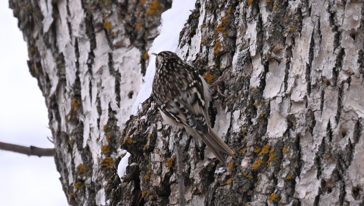 Brown Creeper - ML646139258
