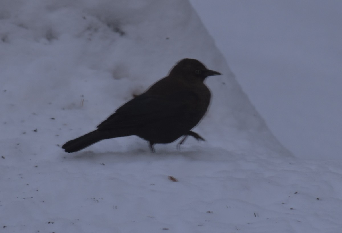 kanadatrupial - ML646139261