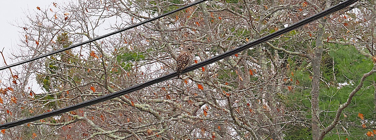 puštík proužkovaný - ML646139262