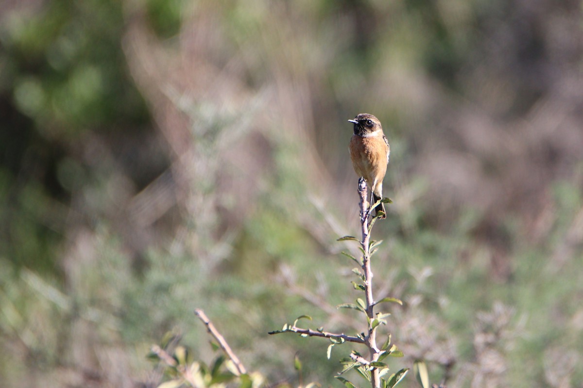 bramborníček černohlavý - ML646139270