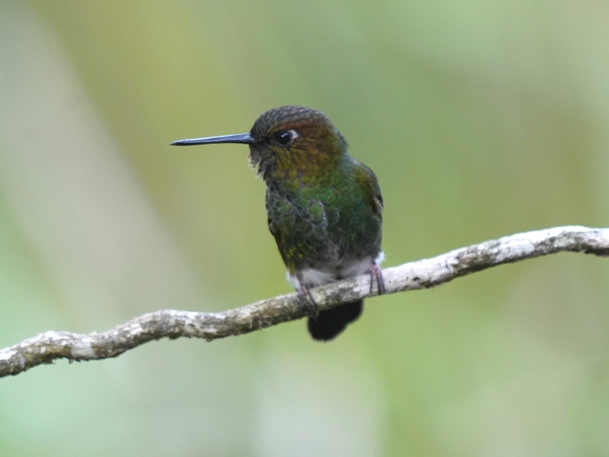 Bakır Rengi Pufayak - ML646139272