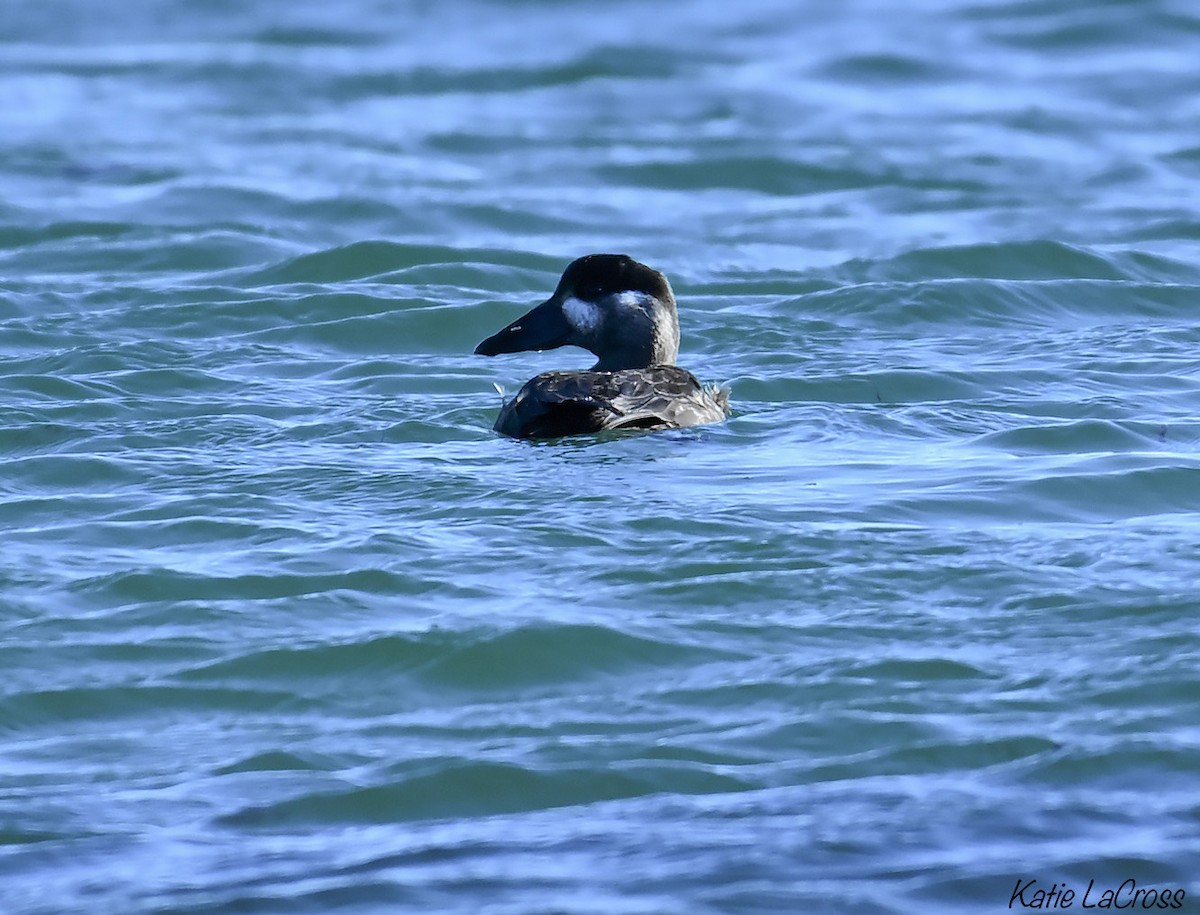scoter sp. - ML646139273