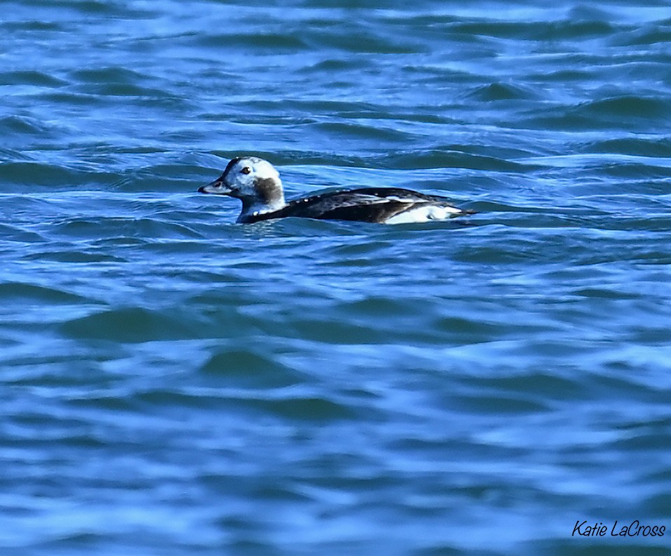 Long-tailed Duck - ML646139292
