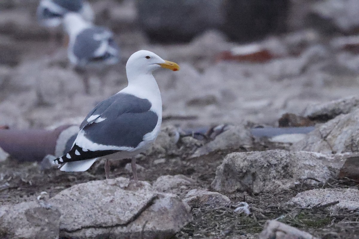 アメリカオオセグロカモメ - ML646139296