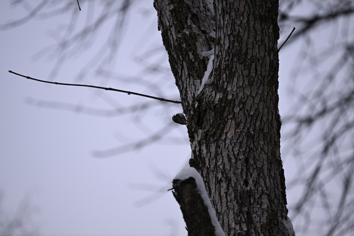 Brown Creeper - ML646139302