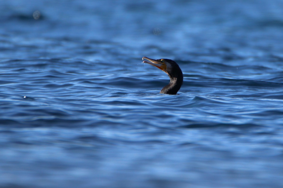 kormorán velký - ML646139304