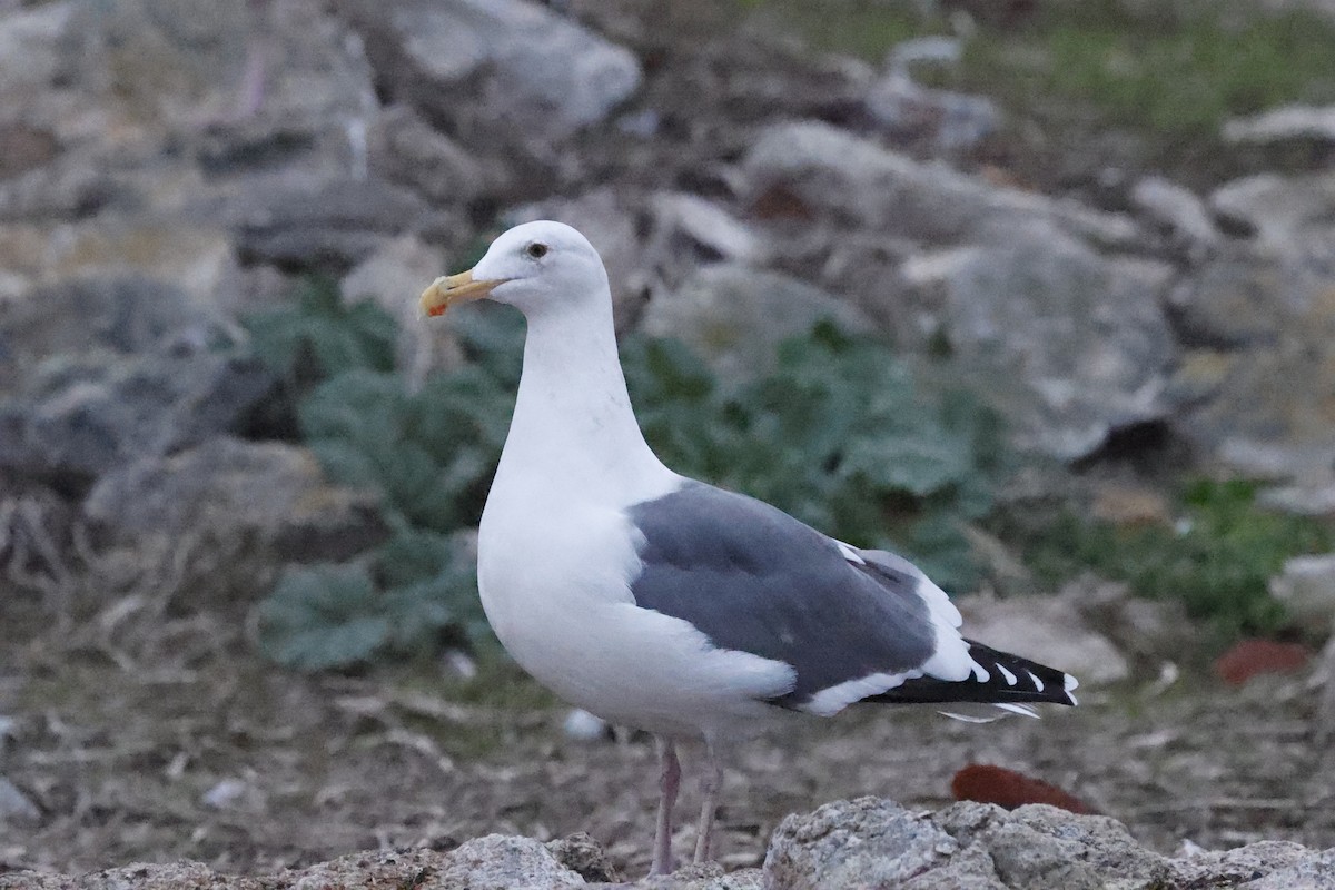 アメリカオオセグロカモメ - ML646139305