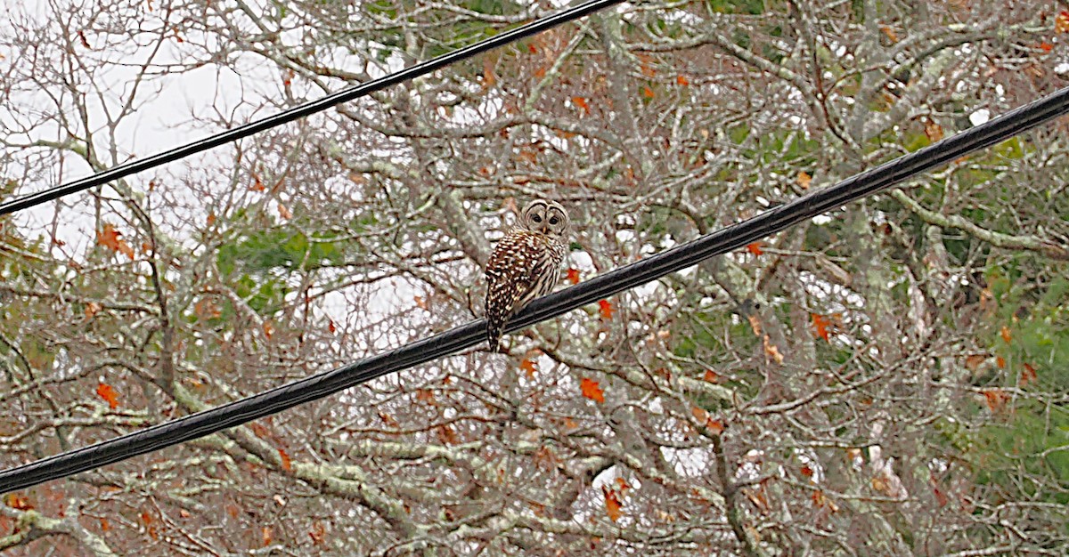 puštík proužkovaný - ML646139306