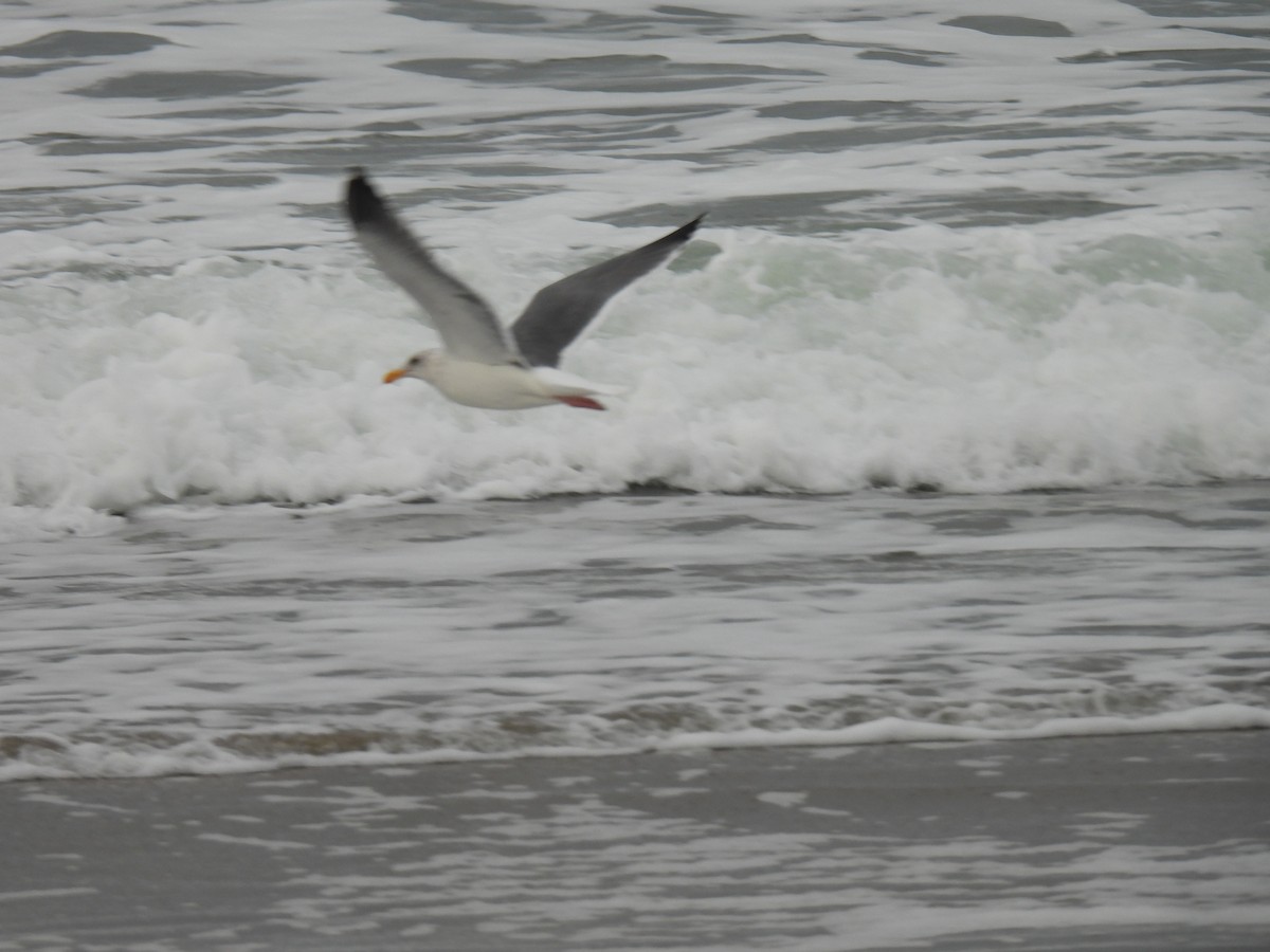 アメリカオオセグロカモメ - ML646139308