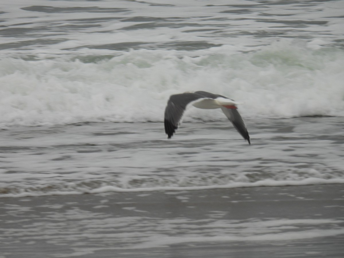 アメリカオオセグロカモメ - ML646139309