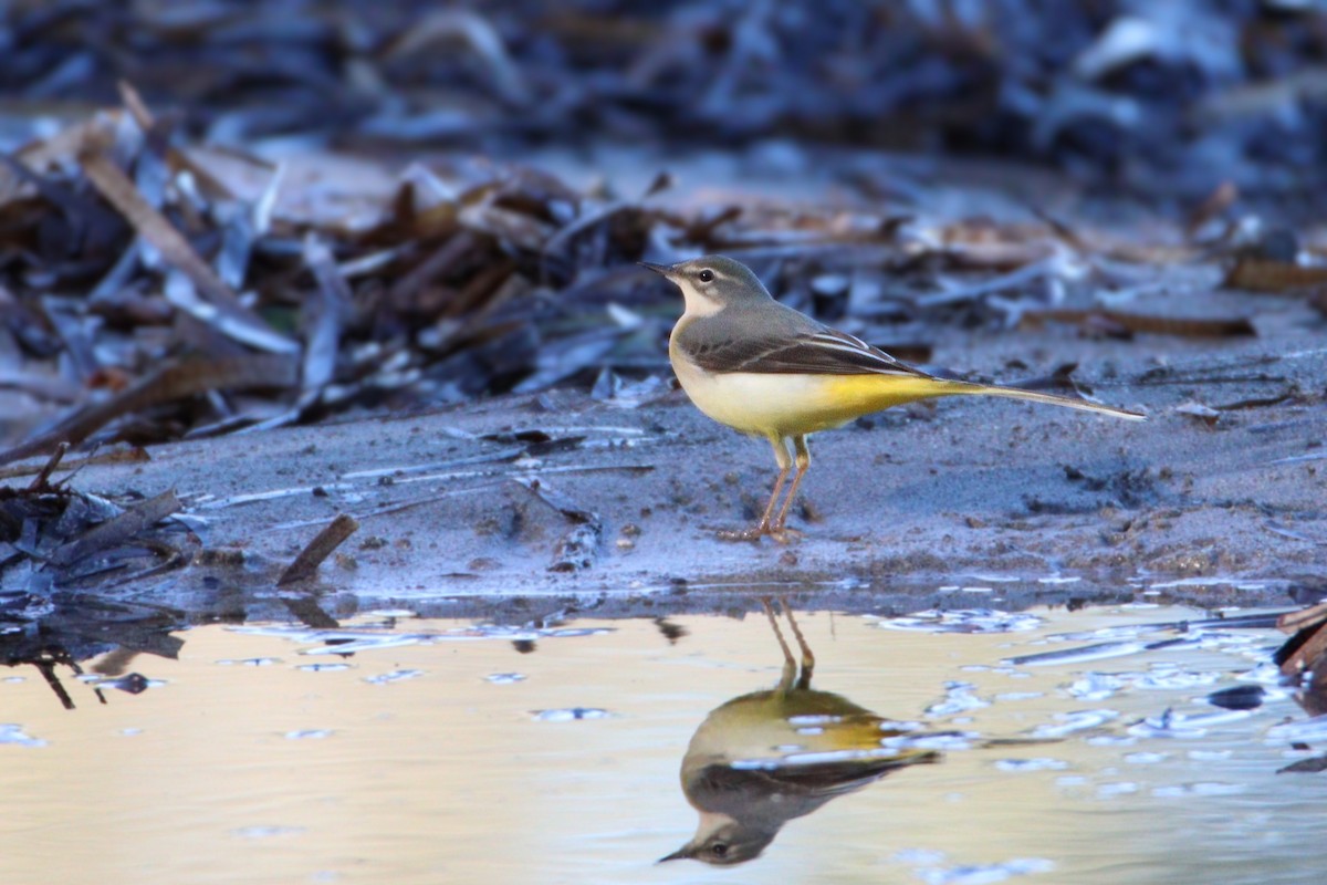 konipas horský - ML646139315