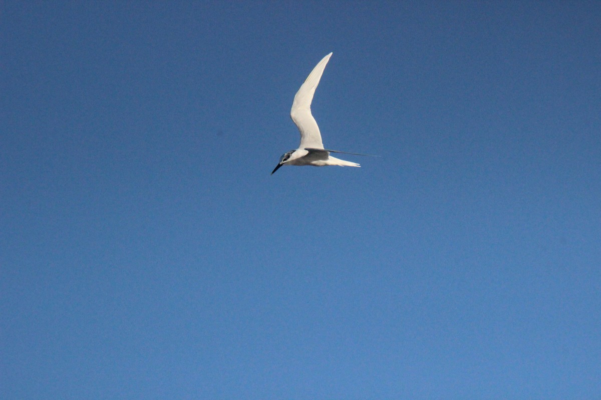 白嘴端燕鷗 - ML646139318