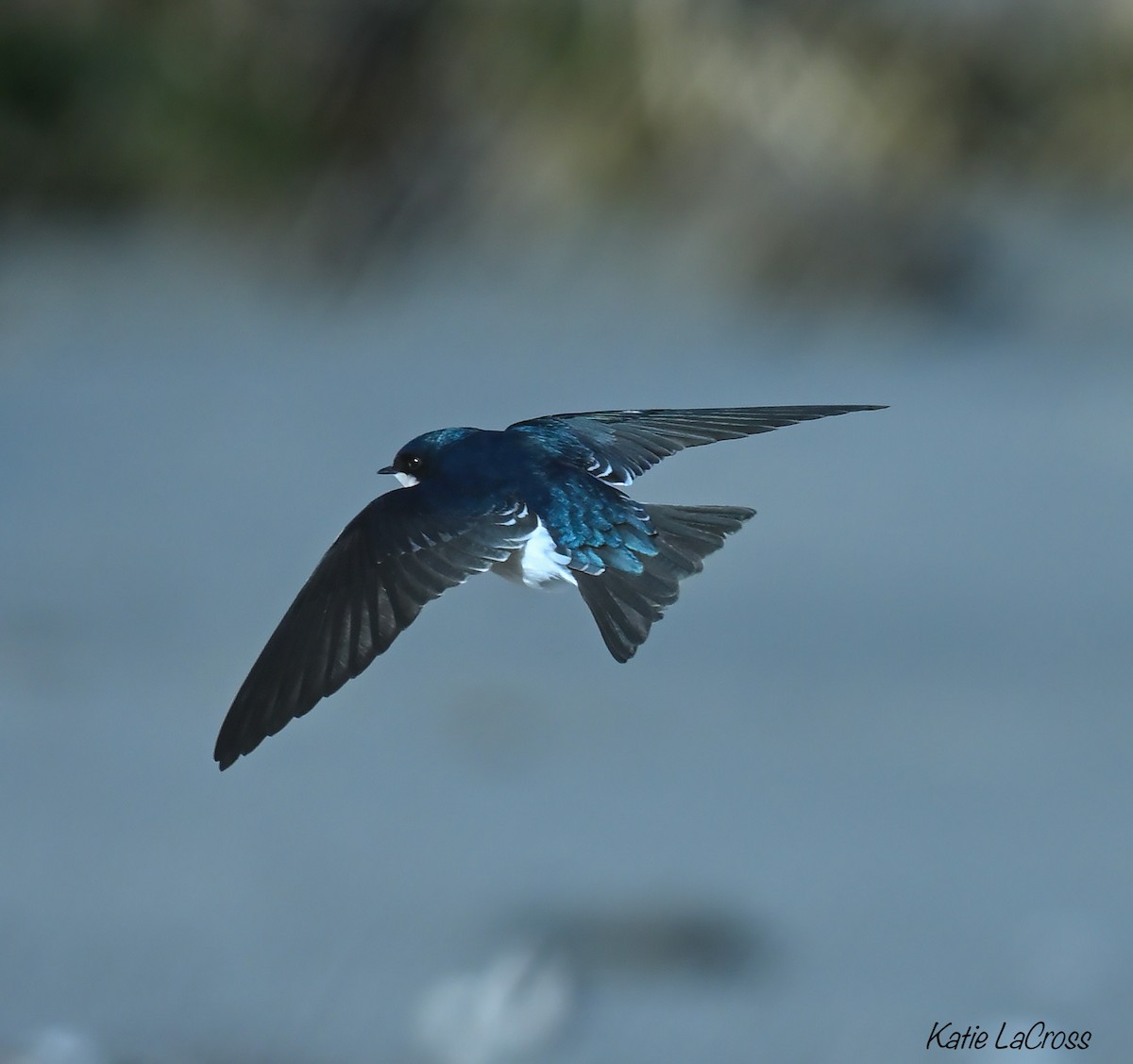 Tree Swallow - ML646139319