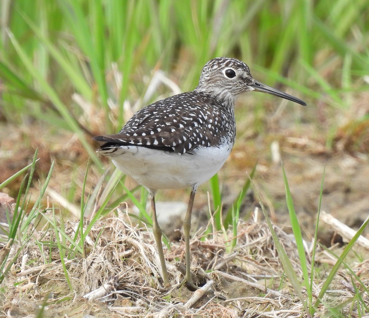 Esmer Düdükçün - ML646139320