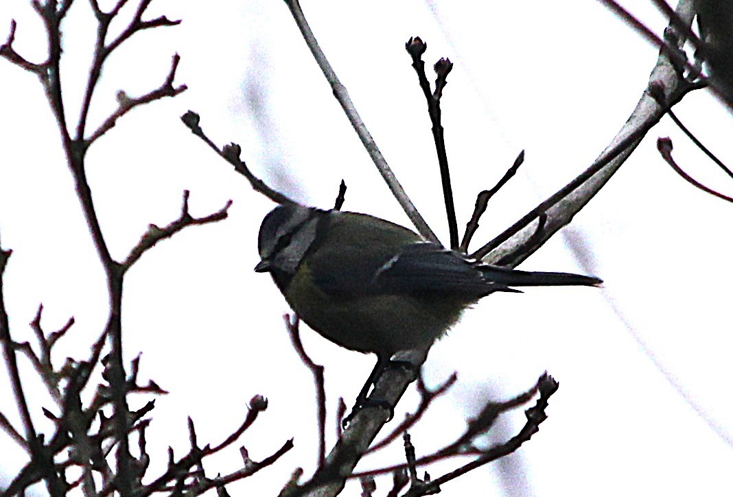 Eurasian Blue Tit - ML646139324