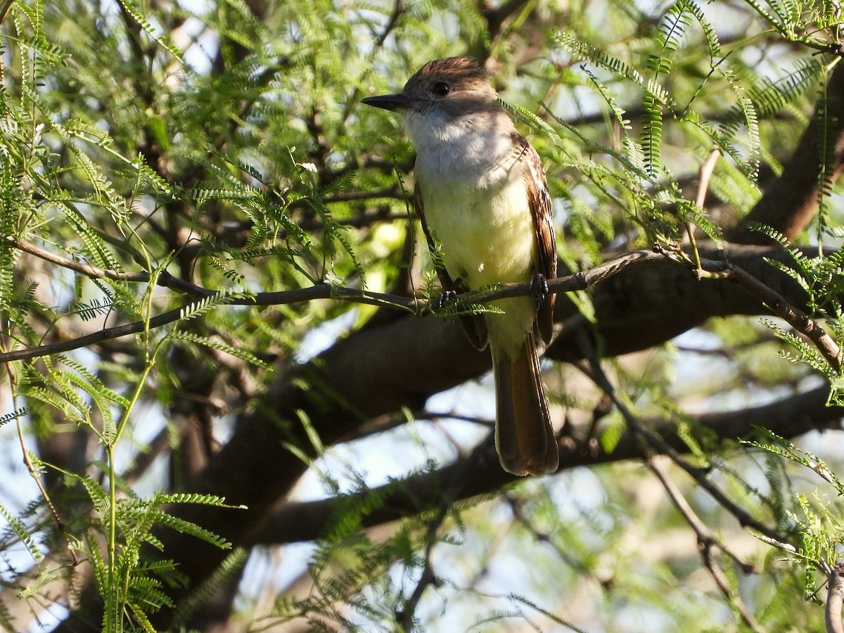 Brown-crested Flycatcher - ML646139325