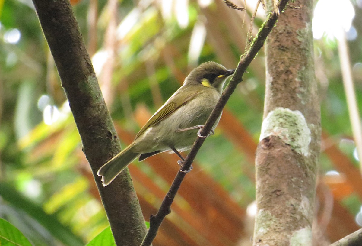 Cryptic Honeyeater - ML646139326