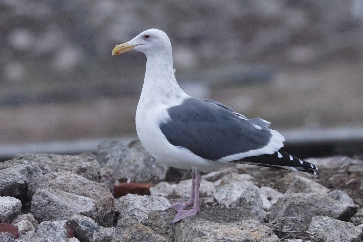 アメリカオオセグロカモメ - ML646139327