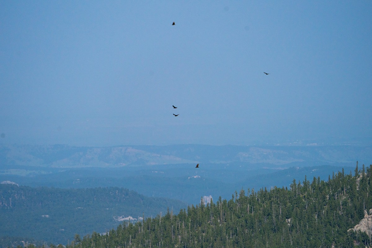 Turkey Vulture - ML646139331