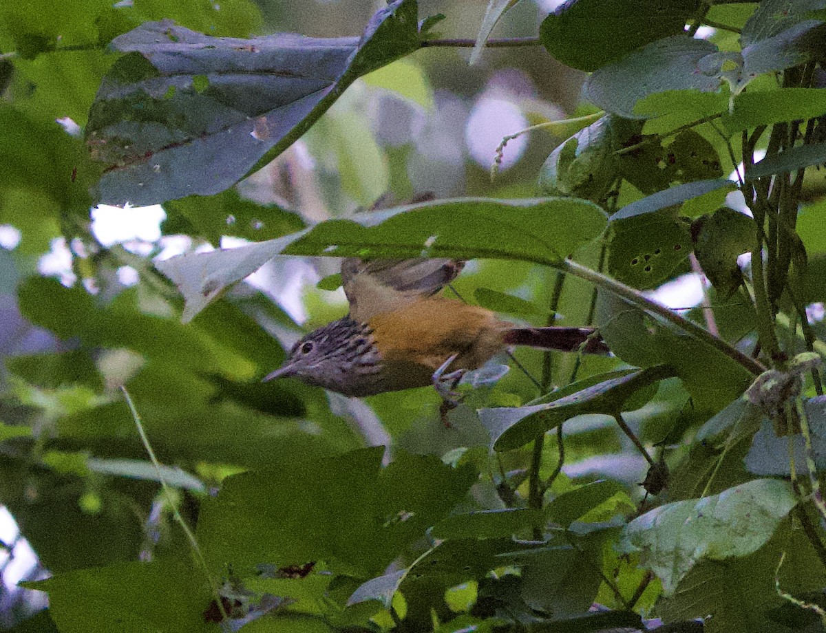 Santa Marta Karıncakuşu - ML646139332