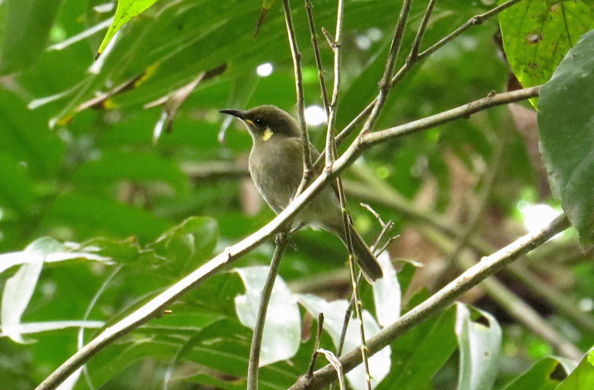 Cryptic Honeyeater - ML646139333