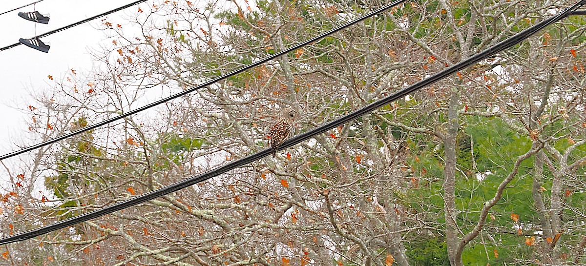 puštík proužkovaný - ML646139334