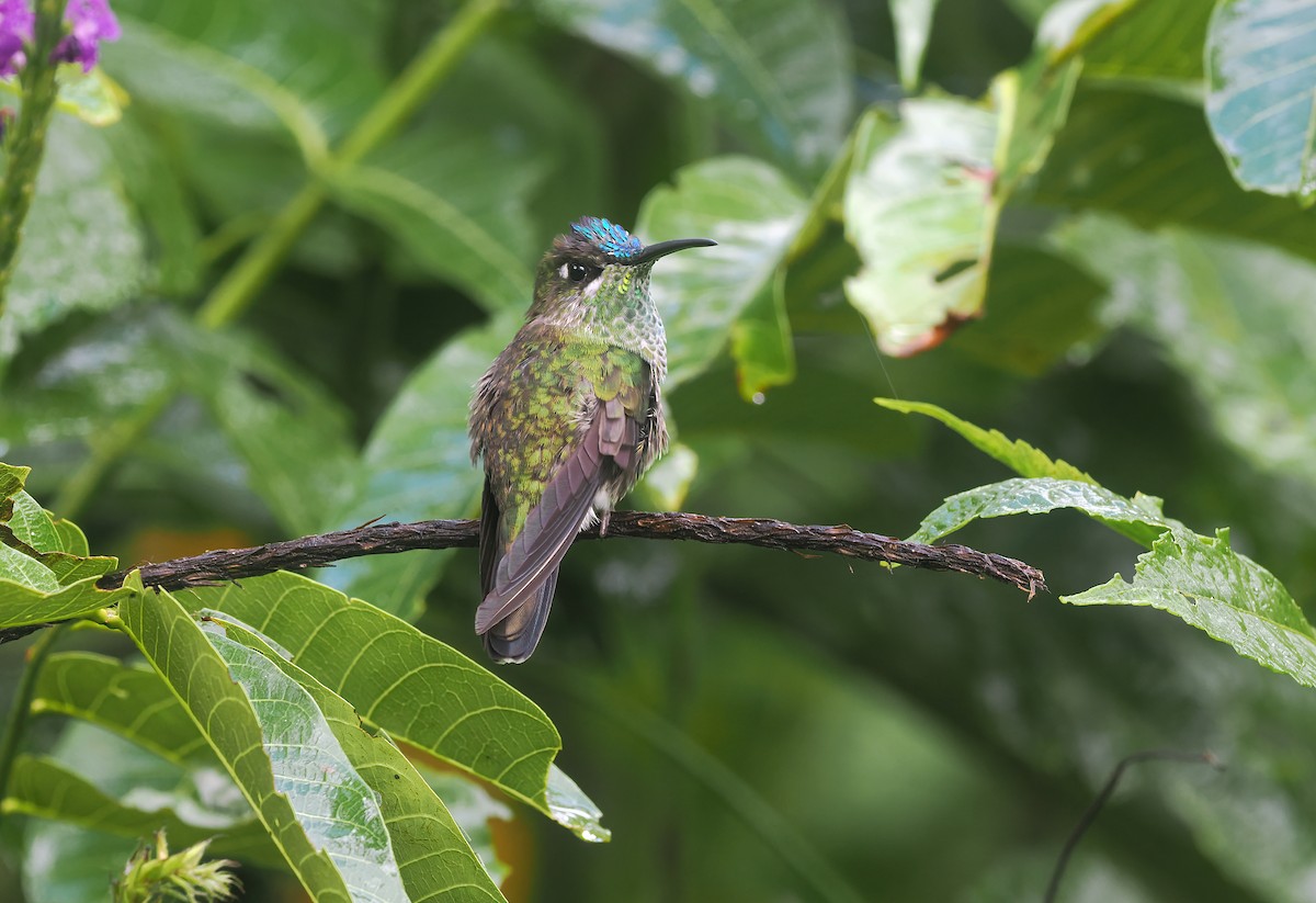 Violet-fronted Brilliant - ML646139335