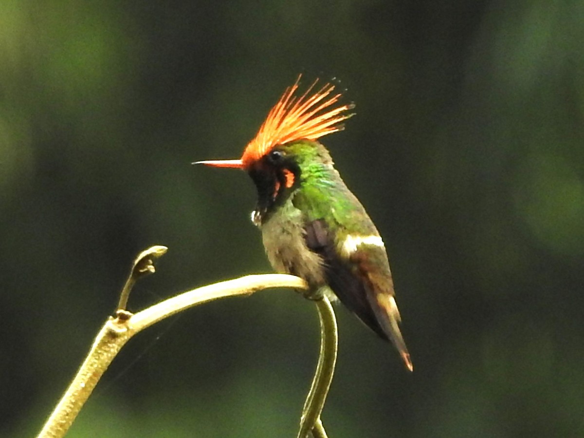 チャカザリハチドリ - ML646139338