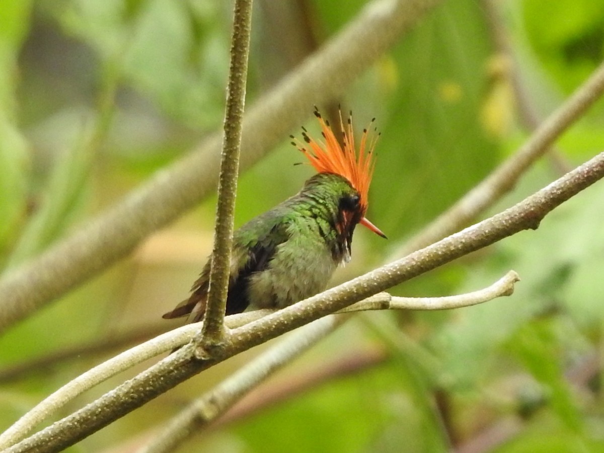 チャカザリハチドリ - ML646139339