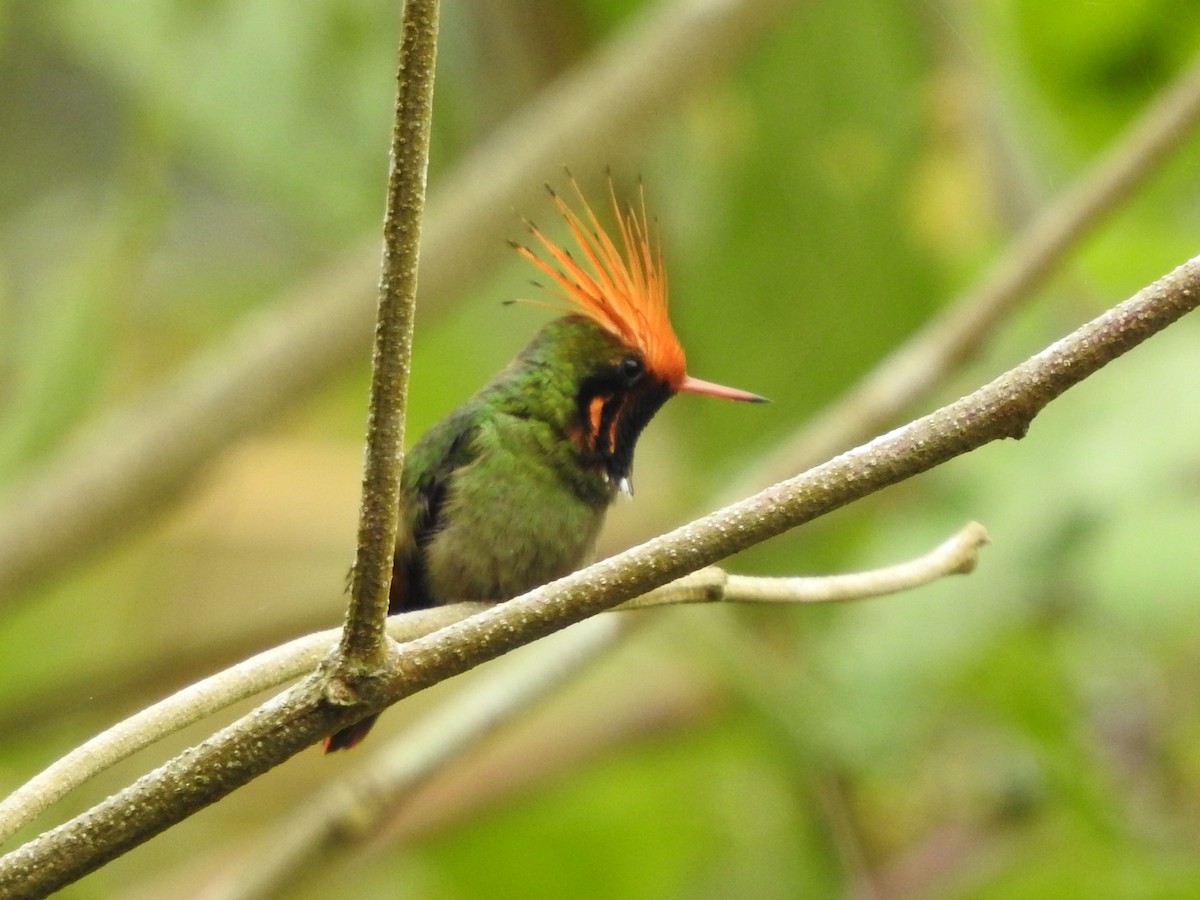 チャカザリハチドリ - ML646139340