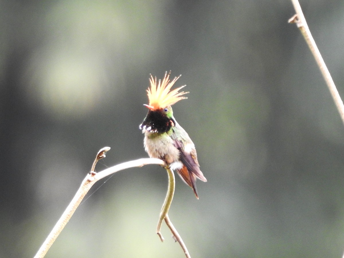 チャカザリハチドリ - ML646139341