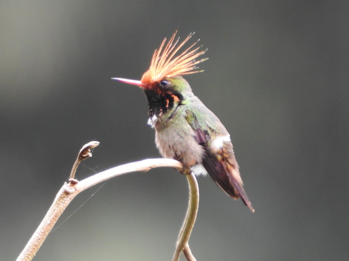 チャカザリハチドリ - ML646139342