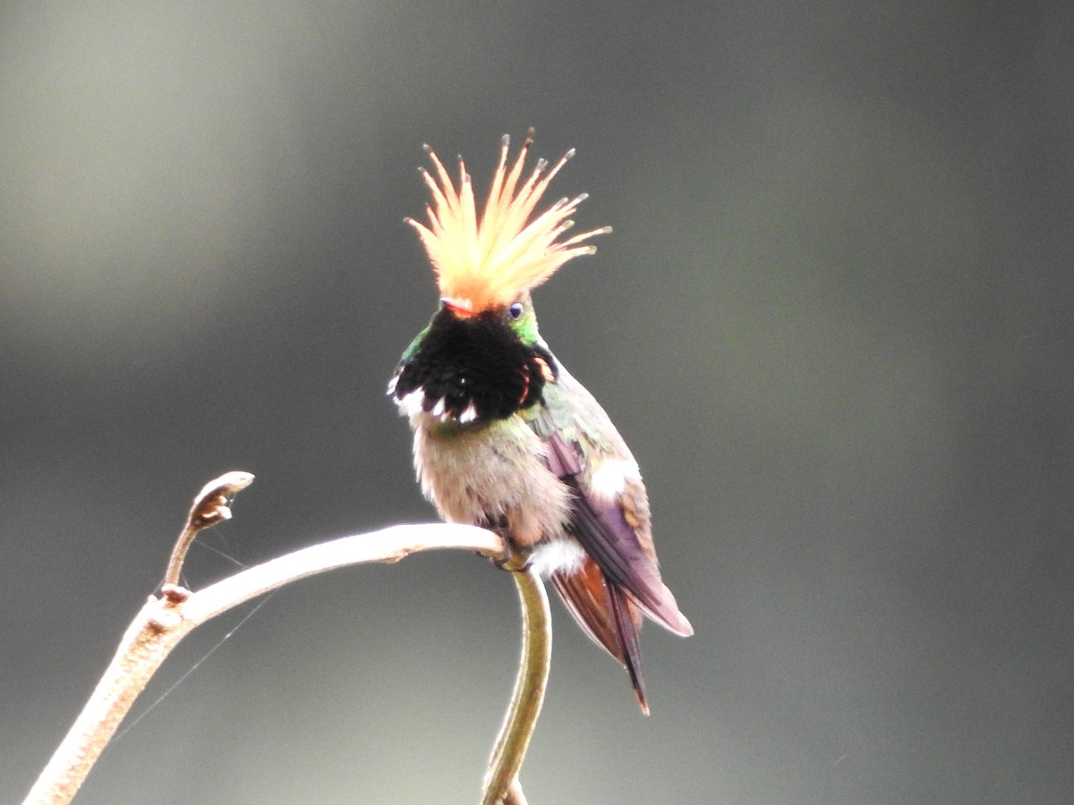 チャカザリハチドリ - ML646139343