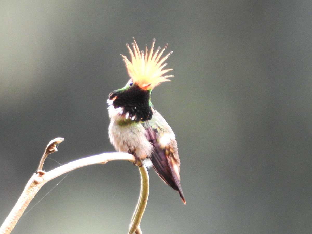 チャカザリハチドリ - ML646139344