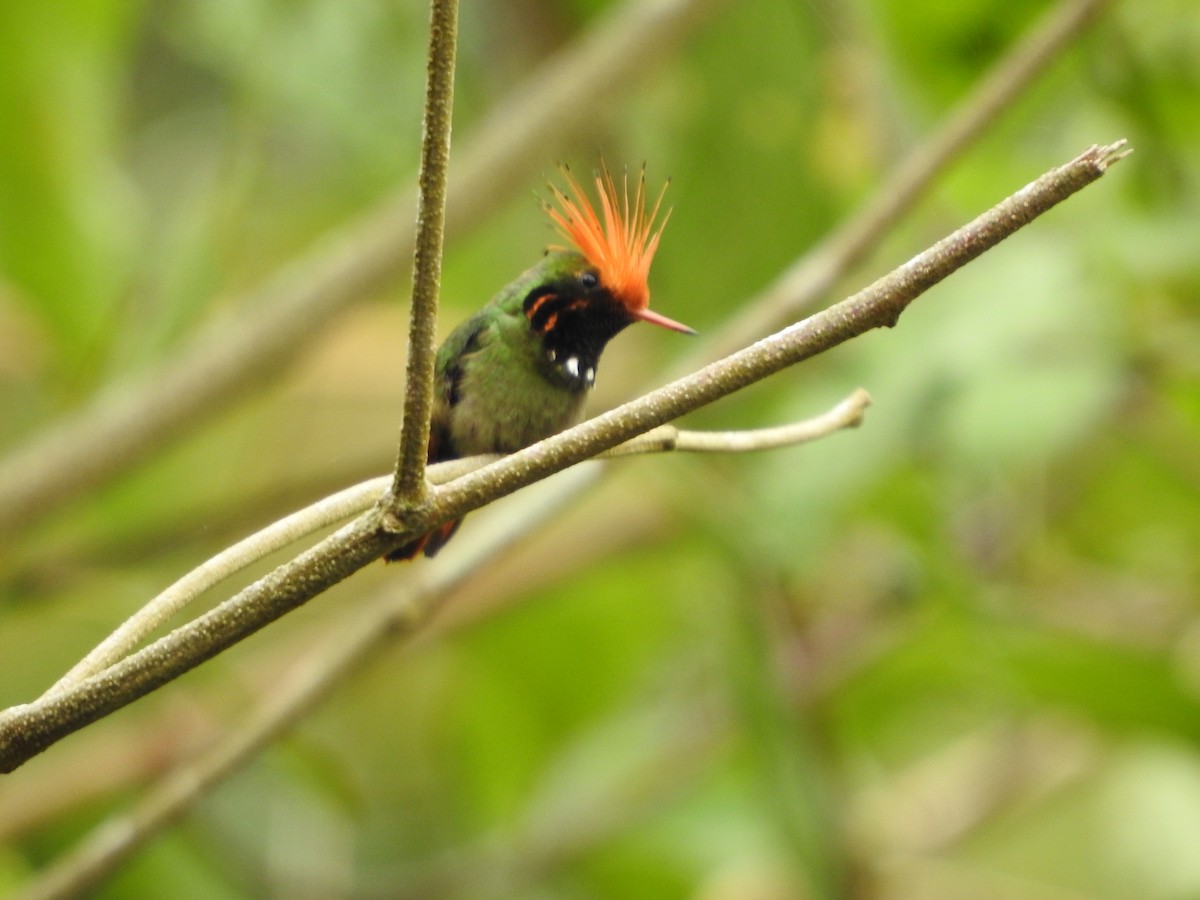 チャカザリハチドリ - ML646139346