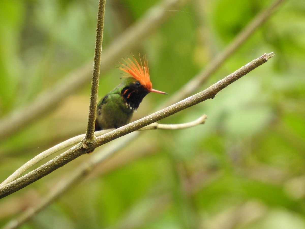 チャカザリハチドリ - ML646139347