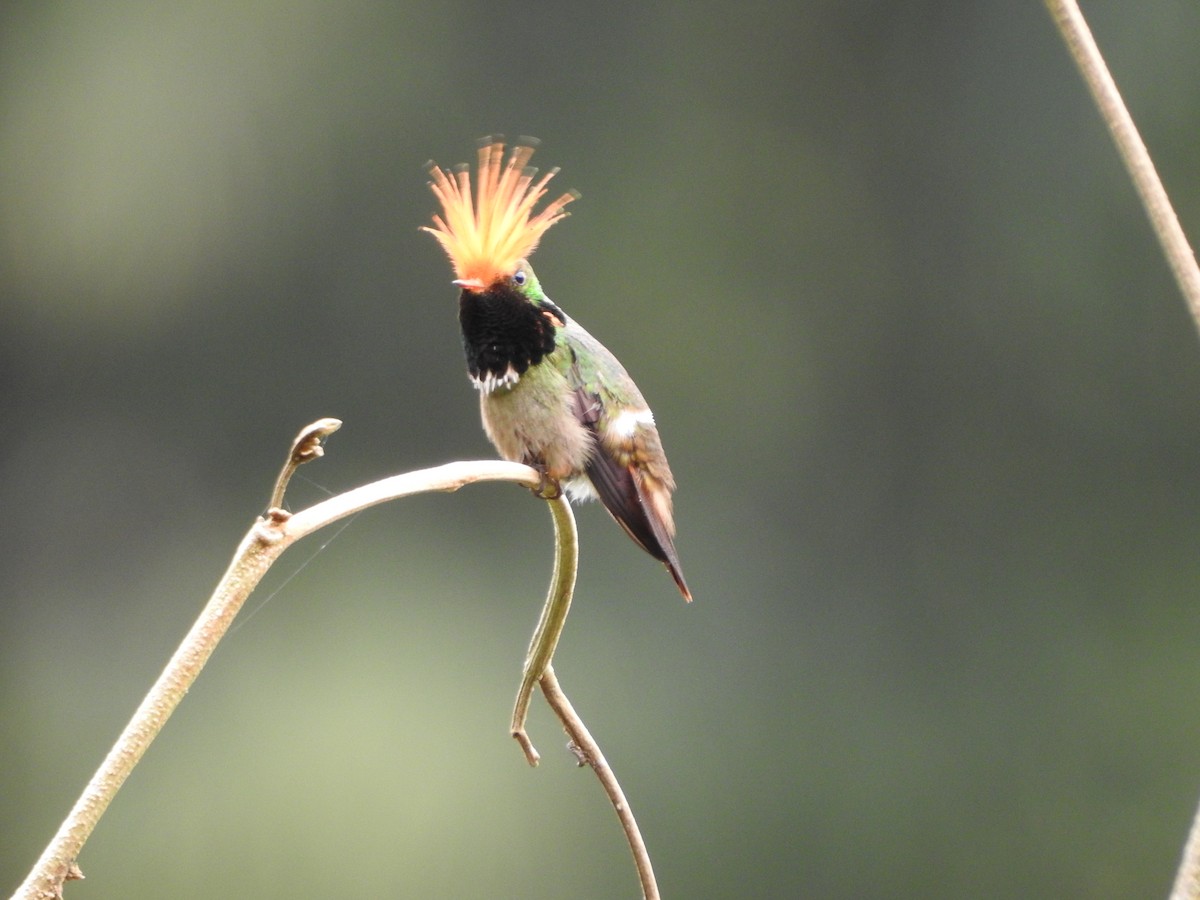 チャカザリハチドリ - ML646139348