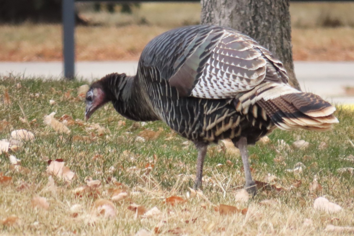 krocan divoký - ML646139349