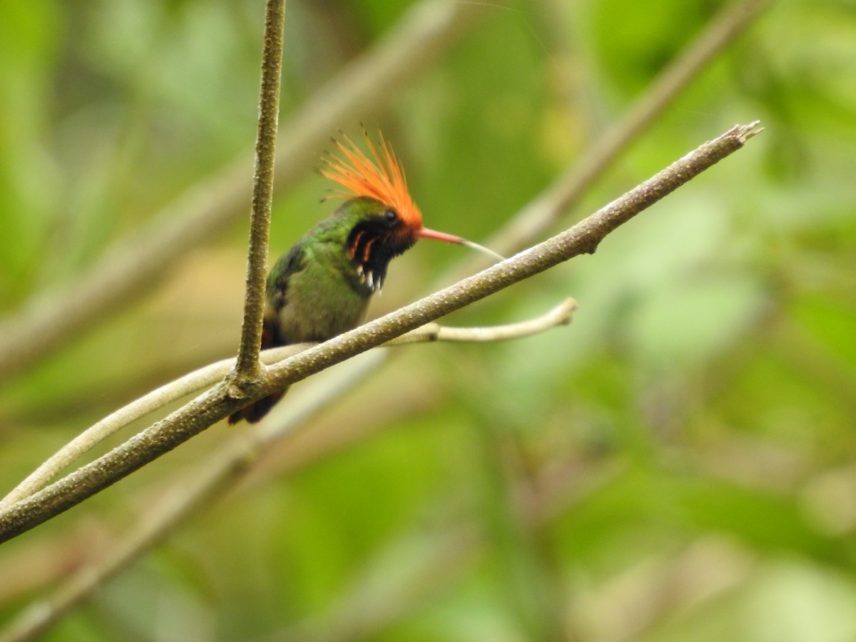 チャカザリハチドリ - ML646139350