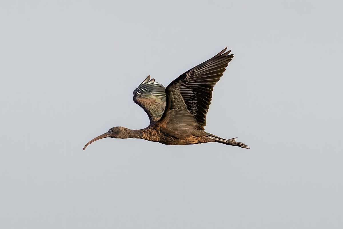 Ibis falcinelle - ML646139354