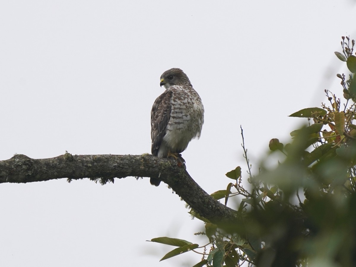 Broad-winged Hawk - ML646139362