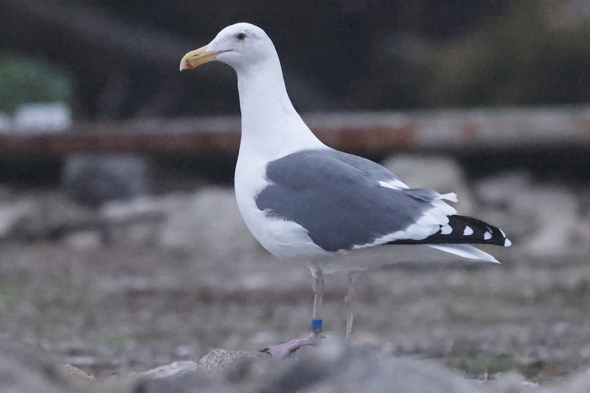 アメリカオオセグロカモメ - ML646139363