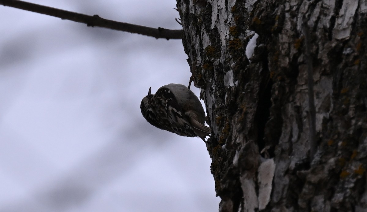 Brown Creeper - ML646139364