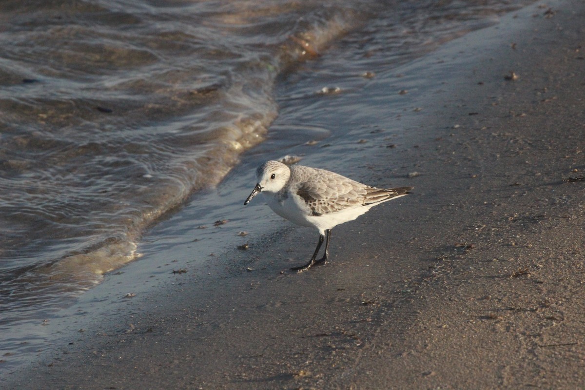 三趾濱鷸 - ML646139365