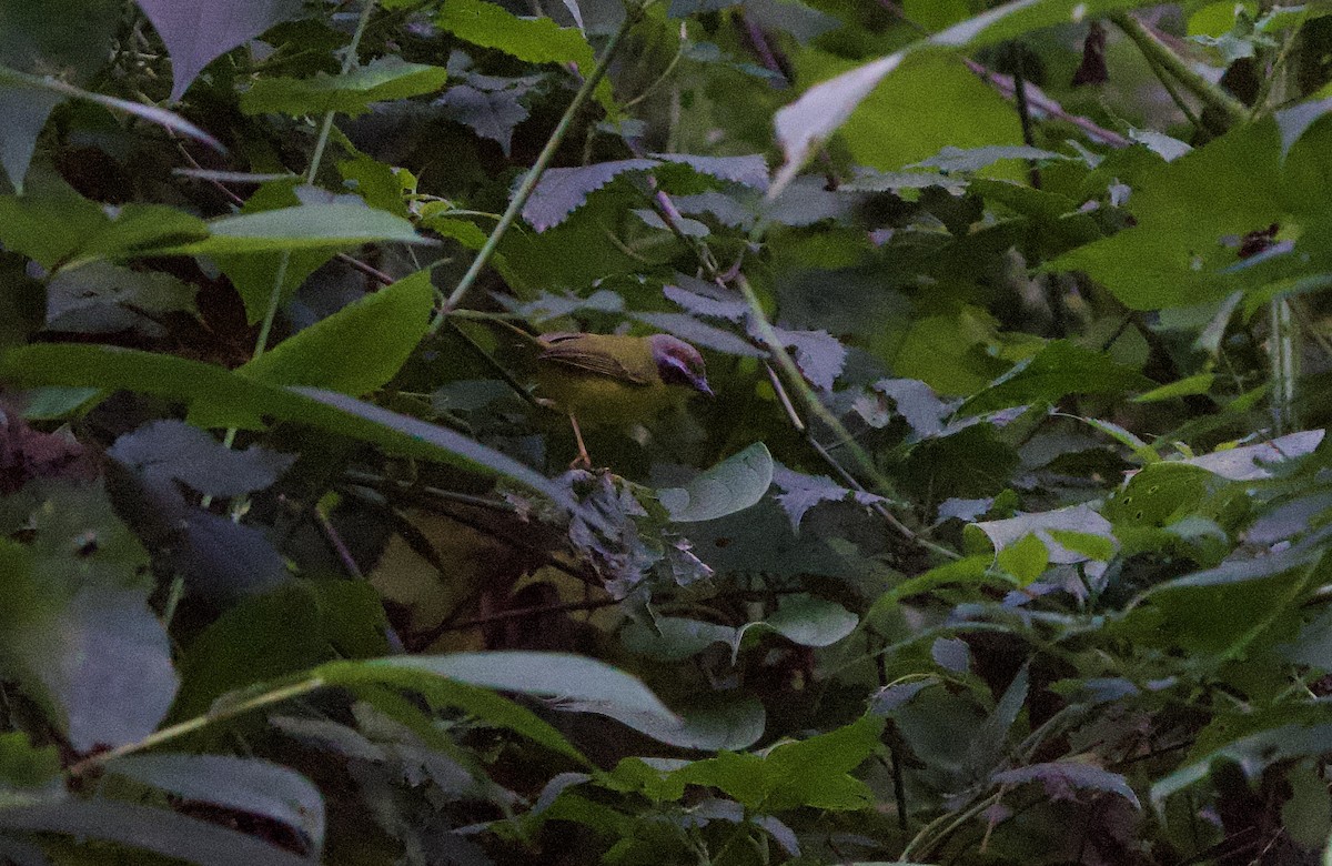 Paruline de Delattre - ML646139375